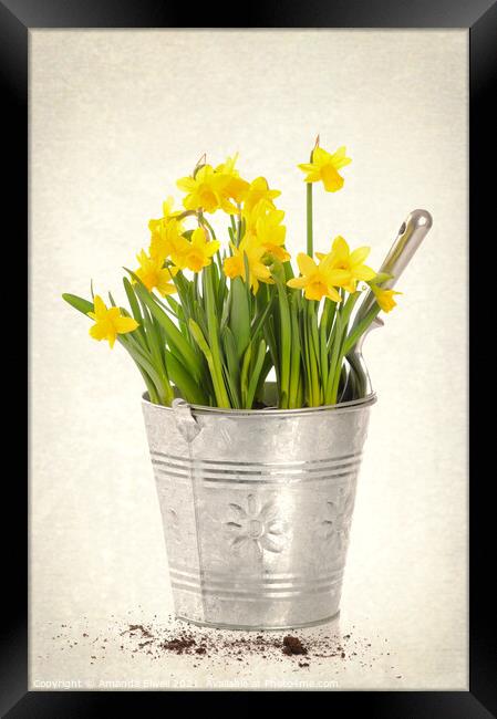 Daffodils Framed Print by Amanda Elwell