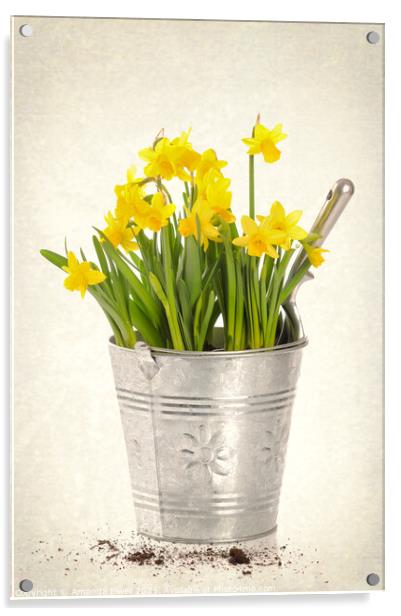 Daffodils Acrylic by Amanda Elwell