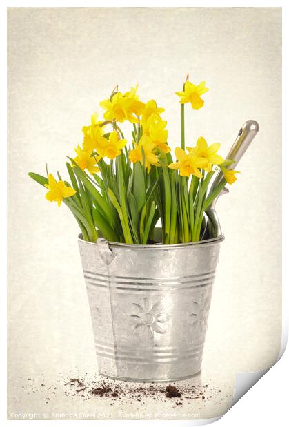 Daffodils Print by Amanda Elwell