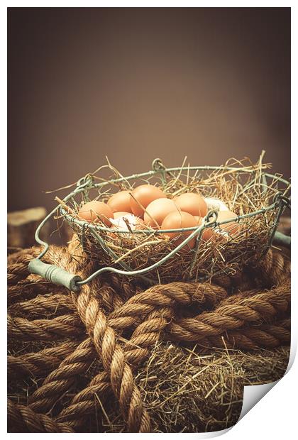 Eggs In The Barn Print by Amanda Elwell
