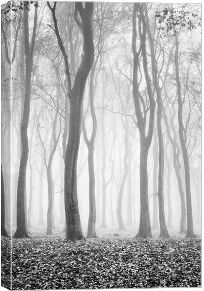 Spooky woods Canvas Print by David Semmens