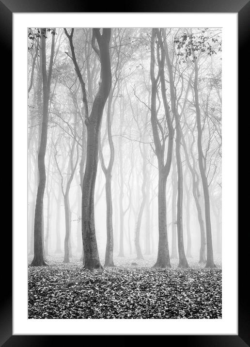 Spooky woods Framed Mounted Print by David Semmens