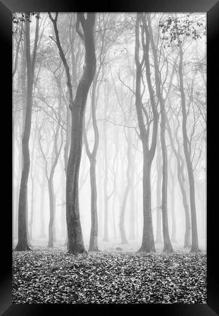 Spooky woods Framed Print by David Semmens