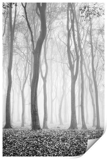 Spooky woods Print by David Semmens