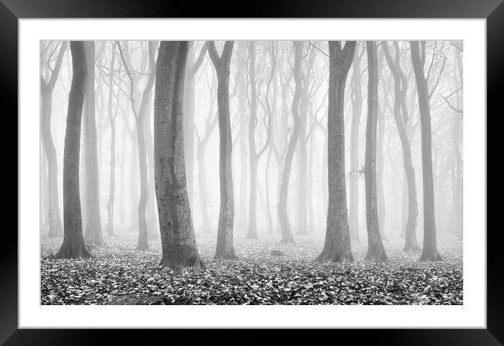 Alone in the Woods Framed Mounted Print by David Semmens