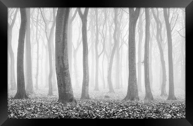 Alone in the Woods Framed Print by David Semmens