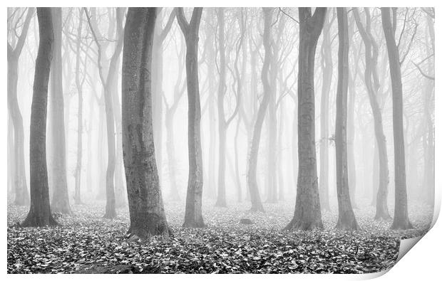 Alone in the Woods Print by David Semmens
