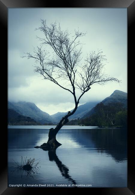 Lone Tree Framed Print by Amanda Elwell
