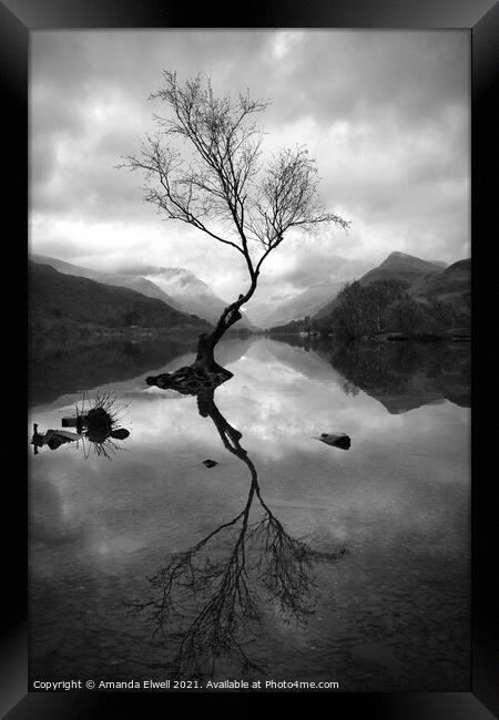 Lone Tree At Llyn Padarn Framed Print by Amanda Elwell