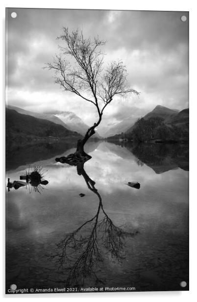 Lone Tree At Llyn Padarn Acrylic by Amanda Elwell