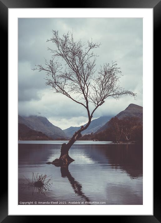 Lone Tree At Llyn Padarn Framed Mounted Print by Amanda Elwell