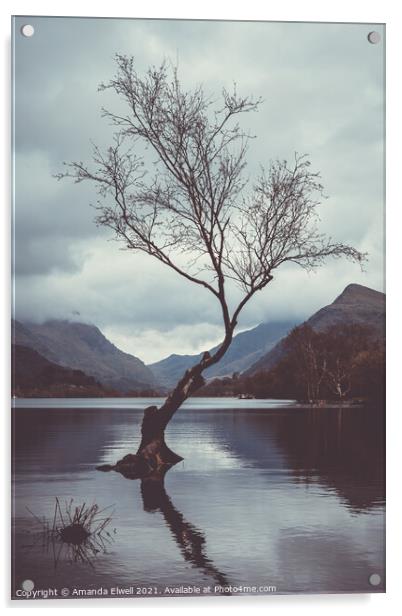 Lone Tree At Llyn Padarn Acrylic by Amanda Elwell