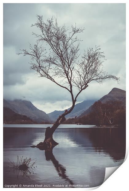 Lone Tree At Llyn Padarn Print by Amanda Elwell