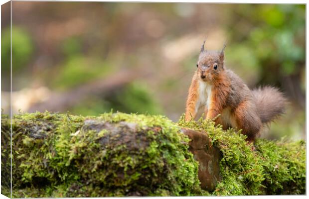 Red squirrel Canvas Print by Jed Pearson