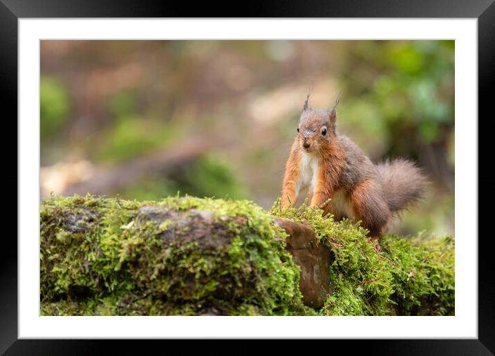 Red squirrel Framed Mounted Print by Jed Pearson