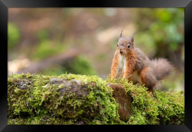 Red squirrel Framed Print by Jed Pearson