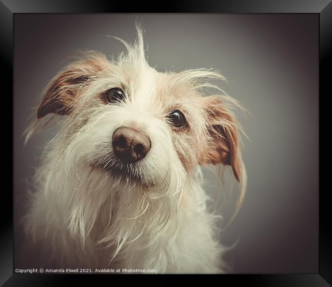 Dog Portrait Framed Print by Amanda Elwell