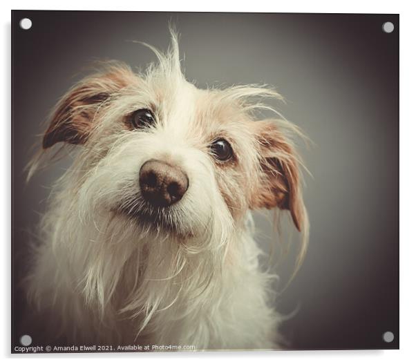 Dog Portrait Acrylic by Amanda Elwell