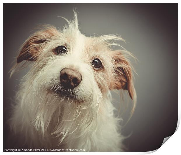 Dog Portrait Print by Amanda Elwell