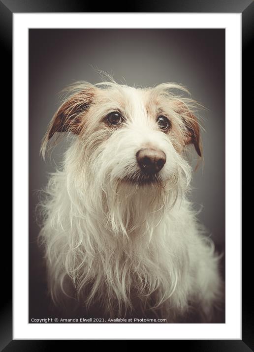 Rescue Dog Portrait Framed Mounted Print by Amanda Elwell