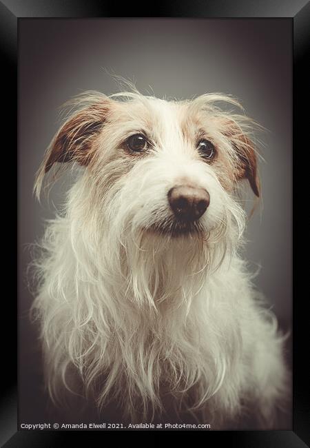 Rescue Dog Portrait Framed Print by Amanda Elwell