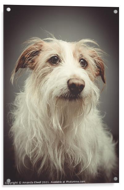 Rescue Dog Portrait Acrylic by Amanda Elwell