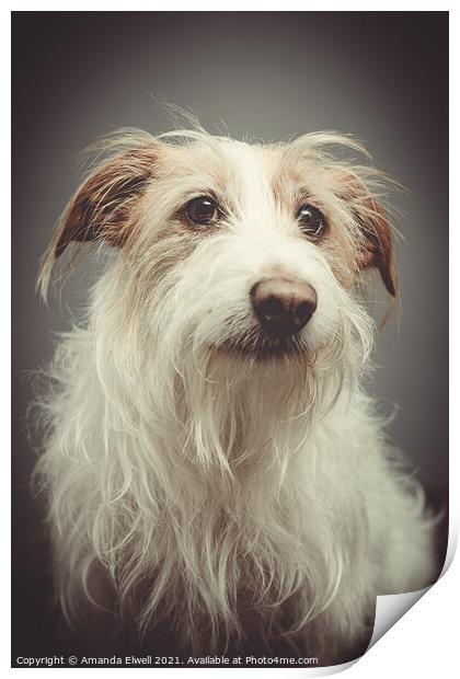 Rescue Dog Portrait Print by Amanda Elwell