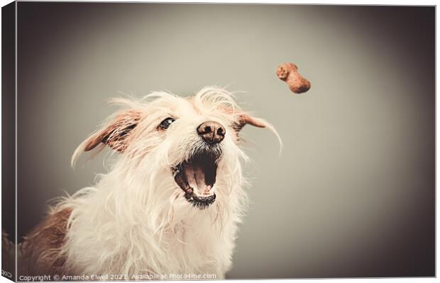 Dog Catching Biscuit Canvas Print by Amanda Elwell