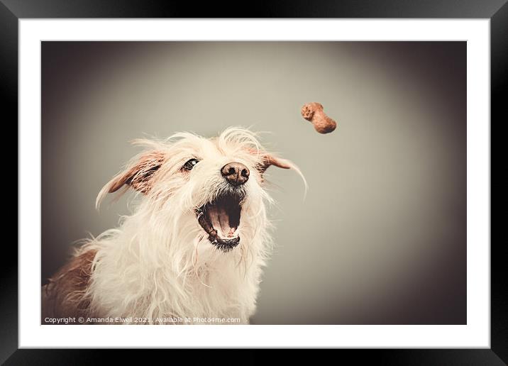 Dog Catching Biscuit Framed Mounted Print by Amanda Elwell