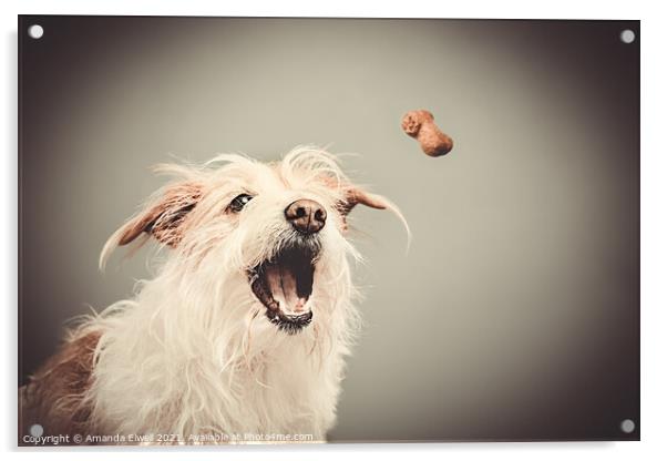 Dog Catching Biscuit Acrylic by Amanda Elwell