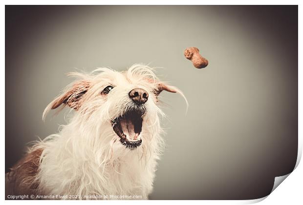 Dog Catching Biscuit Print by Amanda Elwell