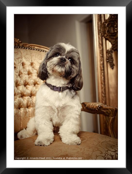 Shih Tzu Dog Sitting On Chair Framed Mounted Print by Amanda Elwell