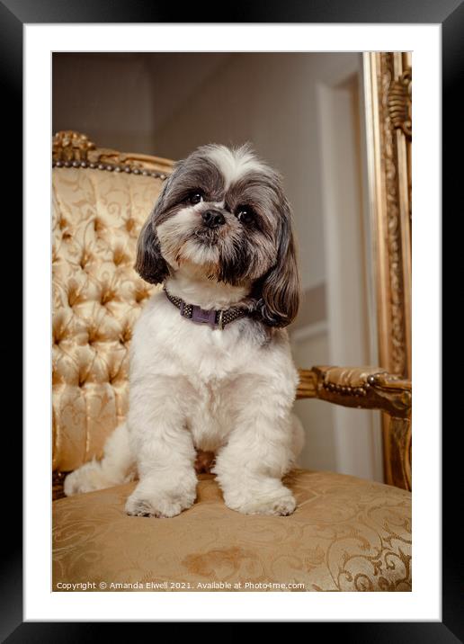 Shih Tzu Pedigree Dog Looking At Viewer Framed Mounted Print by Amanda Elwell