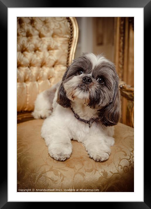 Shih Tzu Pedigree Dog Lying On Chair Framed Mounted Print by Amanda Elwell