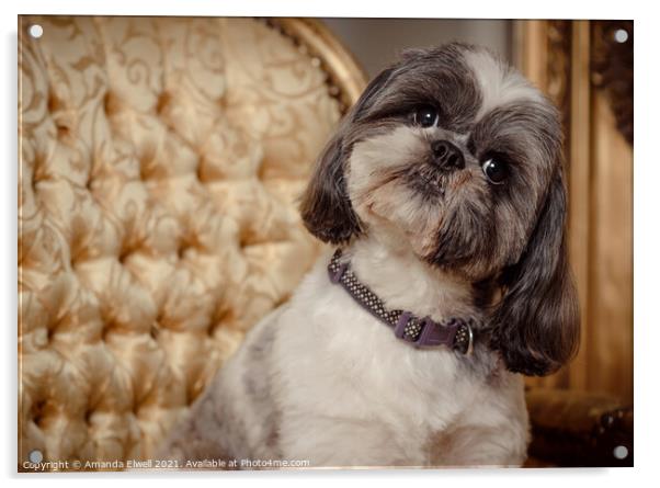 Shih Tzu Dog Looking Quirky Acrylic by Amanda Elwell