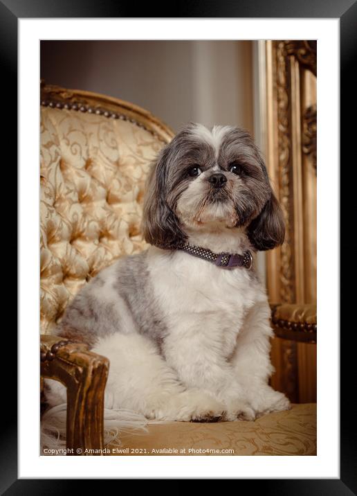 Shih Tzu Pedigree Dog Looking Cute Framed Mounted Print by Amanda Elwell