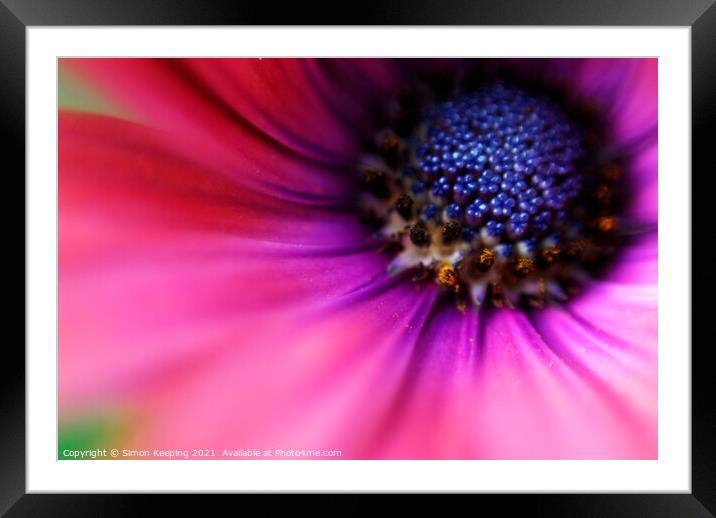 FLOWER CLOSE-UP Framed Mounted Print by Simon Keeping