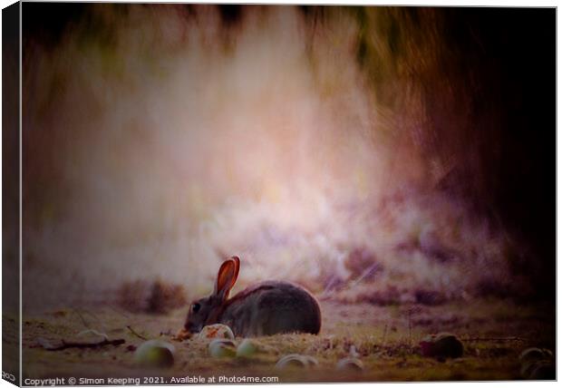 RABBIT IN ORCHARD Canvas Print by Simon Keeping