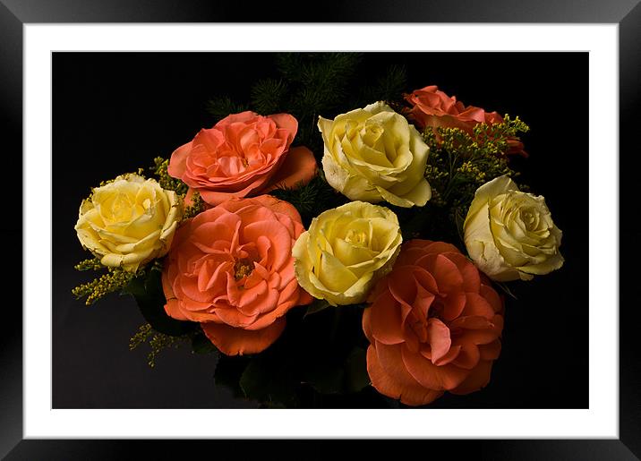Roses Framed Mounted Print by Steve Purnell