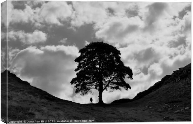 Sycamore Gap, Alone with a Tree Canvas Print by Jonathan Bird
