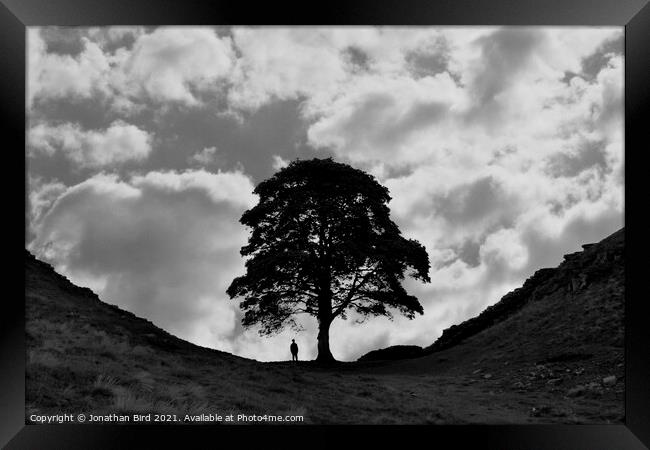 Sycamore Gap, Alone with a Tree Framed Print by Jonathan Bird