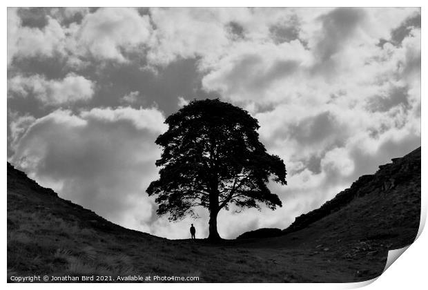 Sycamore Gap, Alone with a Tree Print by Jonathan Bird