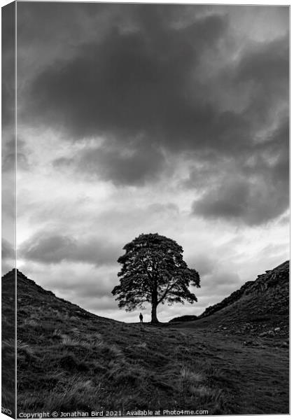 Sycamore Gap, In the Scale of Things Canvas Print by Jonathan Bird