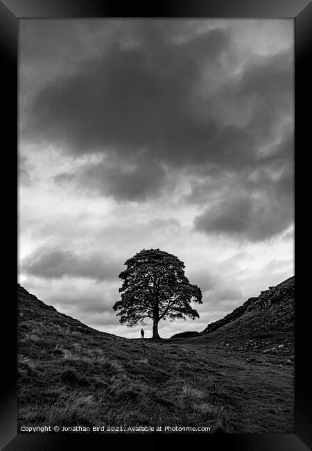 Sycamore Gap, In the Scale of Things Framed Print by Jonathan Bird