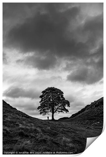 Sycamore Gap, In the Scale of Things Print by Jonathan Bird