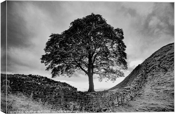 Sycamore Gap, Spanning the Divide Canvas Print by Jonathan Bird