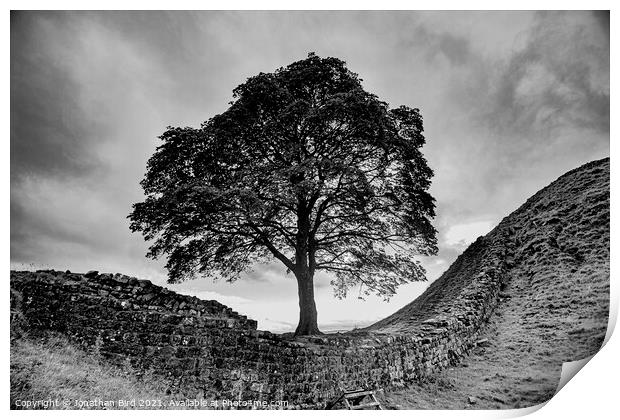Sycamore Gap, Spanning the Divide Print by Jonathan Bird