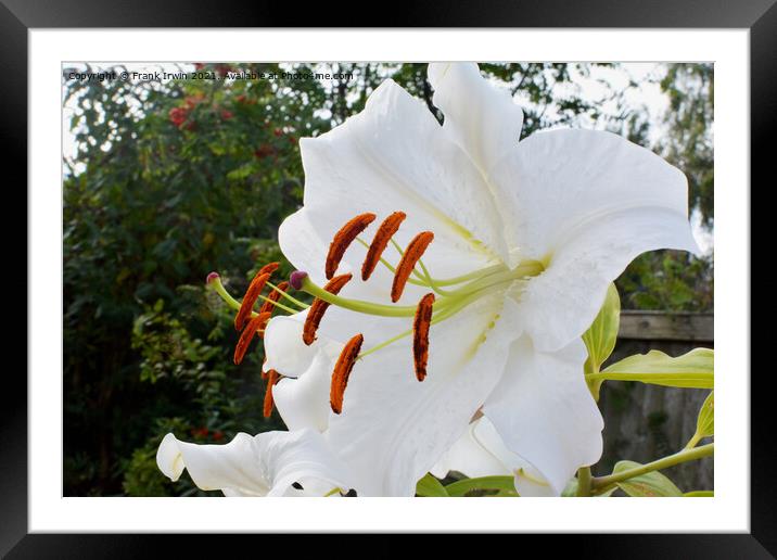 The Beautiful Casa Blanca Lily Framed Mounted Print by Frank Irwin