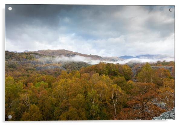 Cumbrian woodland Acrylic by David Hare