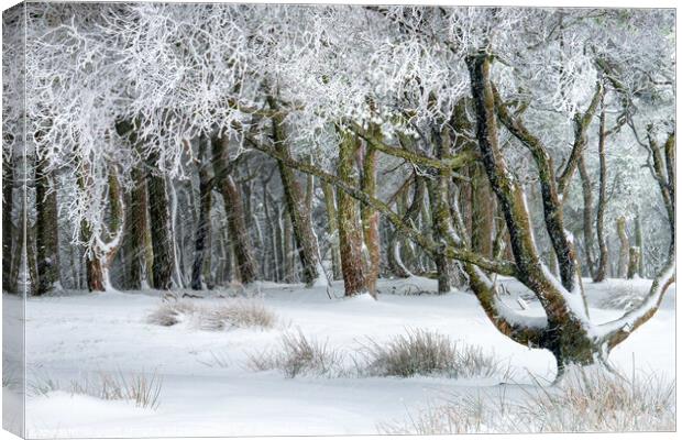 Winter's day Canvas Print by geoff shoults